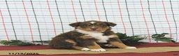 Australian Shepherd dogs for sale: Tinsel - Ad 6