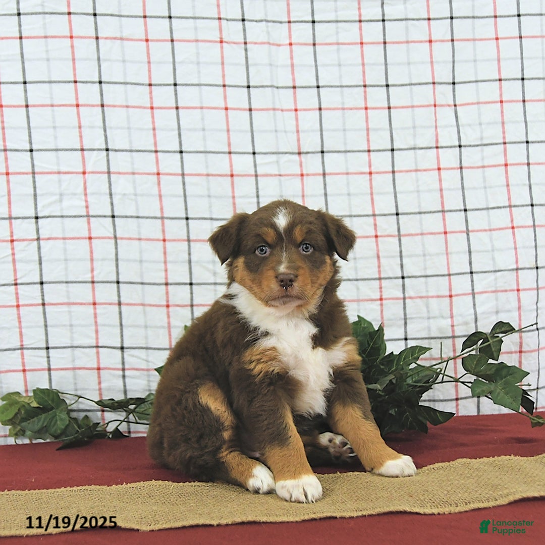 Australian Shepherd dogs for sale: Tinsel - Ad 6