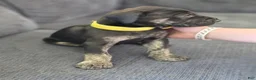 Mixed Breed dogs for sale: Yellow-Partial Brindle - Ad 4