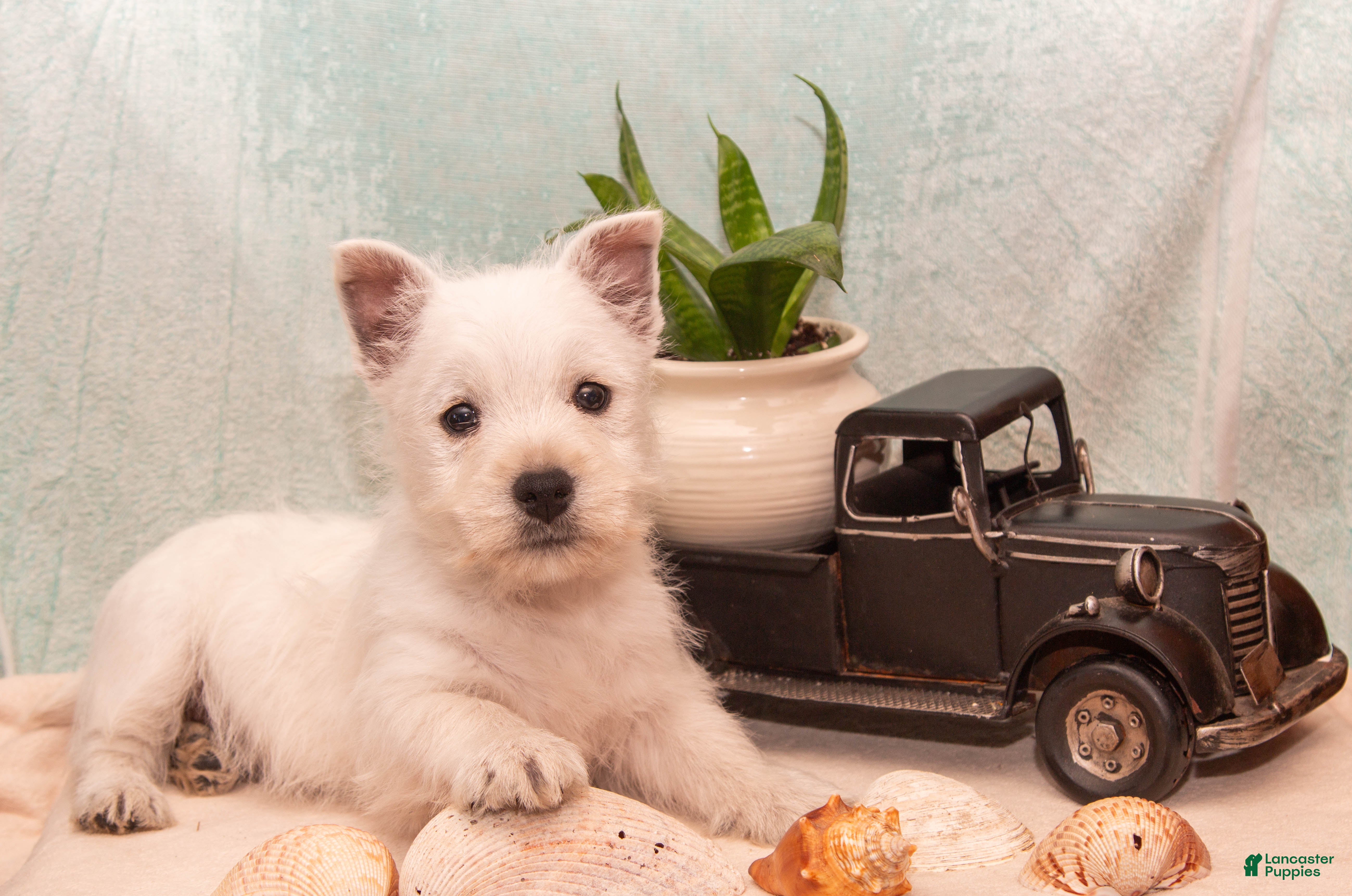 West Highland Terrier dogs Surfer - Ad 2
