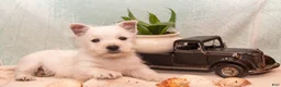 West Highland Terrier dogs for sale: Surfer - Ad 2