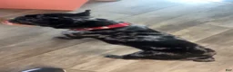 French Bulldog dogs for stud: Diesel - Ad 8