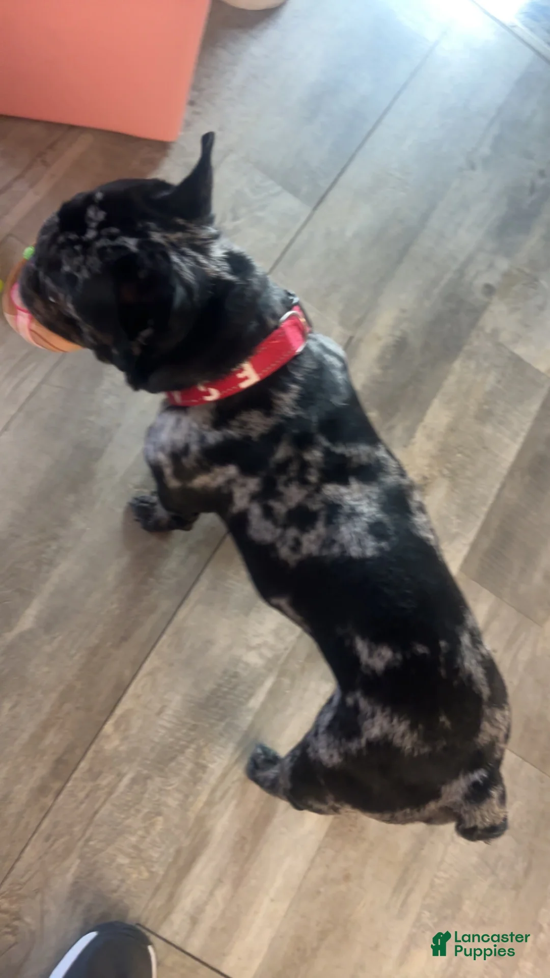 French Bulldog dogs for stud: Diesel - Ad 8