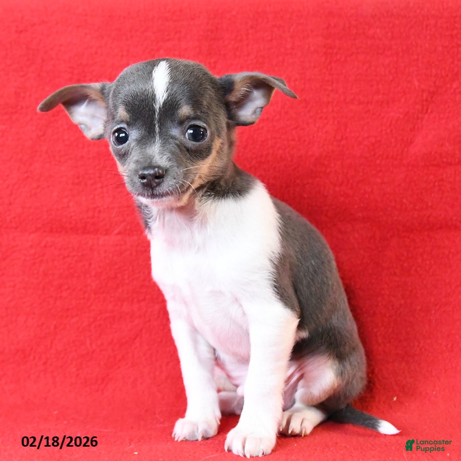 Chihuahua dogs Rico  - Ad 2