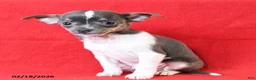 Chihuahua dogs for sale: Rico  - Ad 2