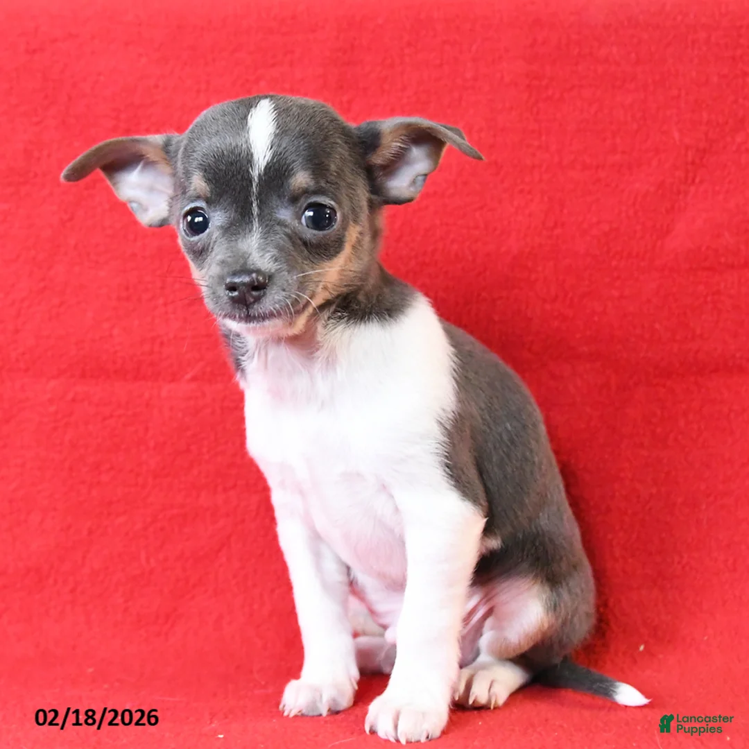 Chihuahua dogs for sale: Rico  - Ad 2