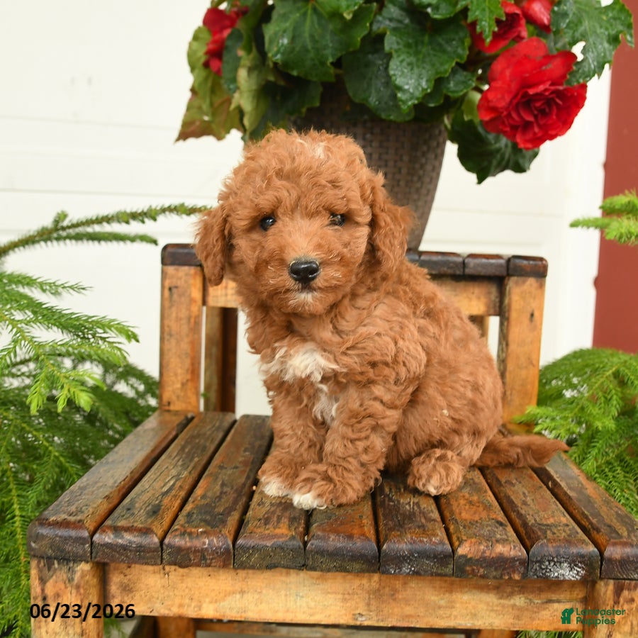 Mini Goldendoodle dogs Sawyer - Ad 2