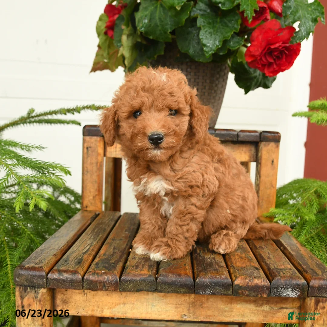 Mini Goldendoodle dogs for sale: Sawyer - Ad 2