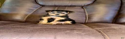 Yorkshire Terrier dogs for sale: Yorkshire Terrier 4 - Ad 3