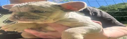 French Bulldog dogs for sale: French Bulldog Puppy 8 (standard fur Merle tri) - Ad 12