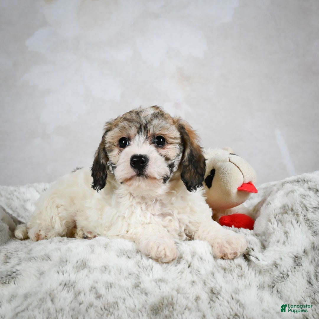 Bichpoo dogs for sale: Bella - Ad 7