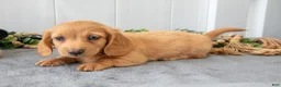 Miniature Dachshund dogs for sale: Murphy - Ad 3