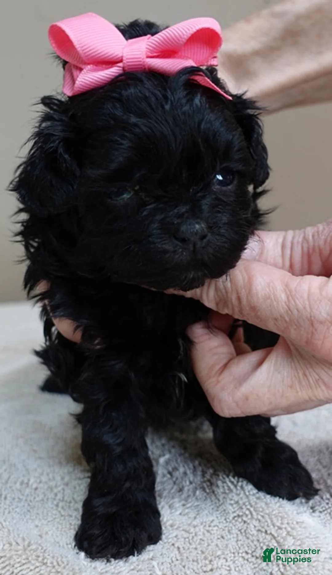 Maltipoo dogs for sale: Emmy 1 lb 4 ozs - Ad 9