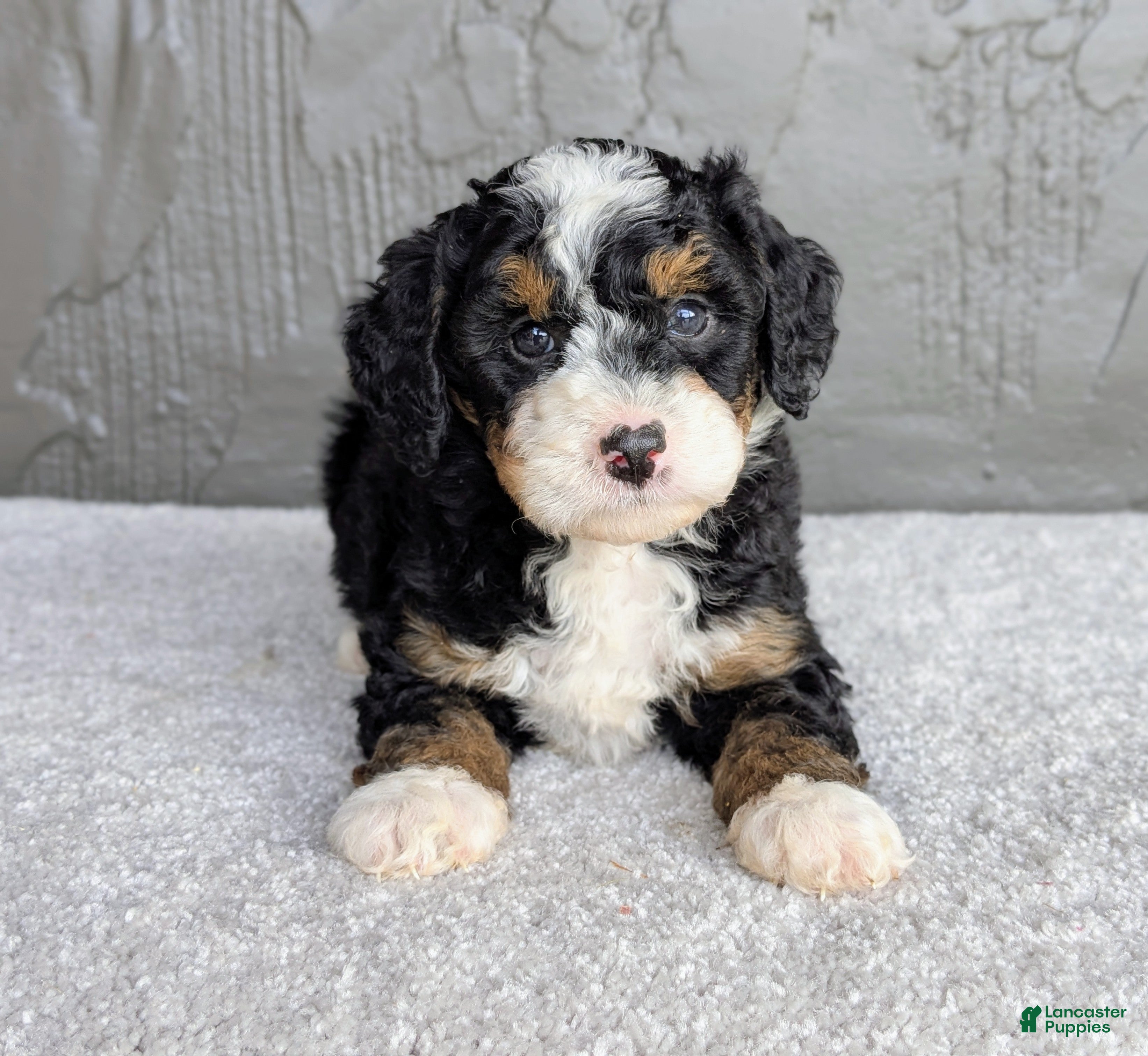 Mini Bernedoodle dogs Charlie  - Ad 2