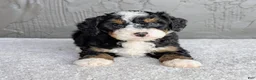 Mini Bernedoodle dogs for sale: Charlie  - Ad 2