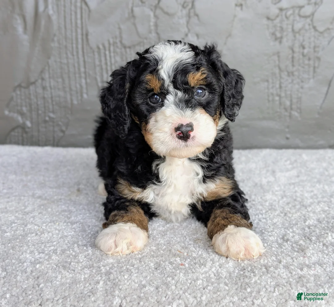 Mini Bernedoodle dogs for sale: Charlie  - Ad 2