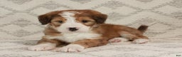 Bernedoodle dogs for sale: Sammy  - Ad 1