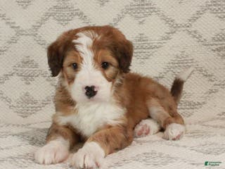 Bernedoodle dogs Sammy - Ad 19