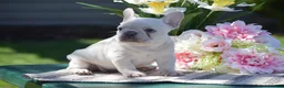 French Bulldog dogs for sale: Sunshine - Ad 5