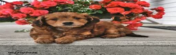 Mini Aussiedoodle dogs for sale: Tootsie - Ad 4
