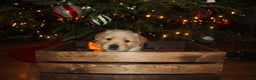 Golden Retriever dogs for sale: Golden Retriever Puppy orange  - Ad 3