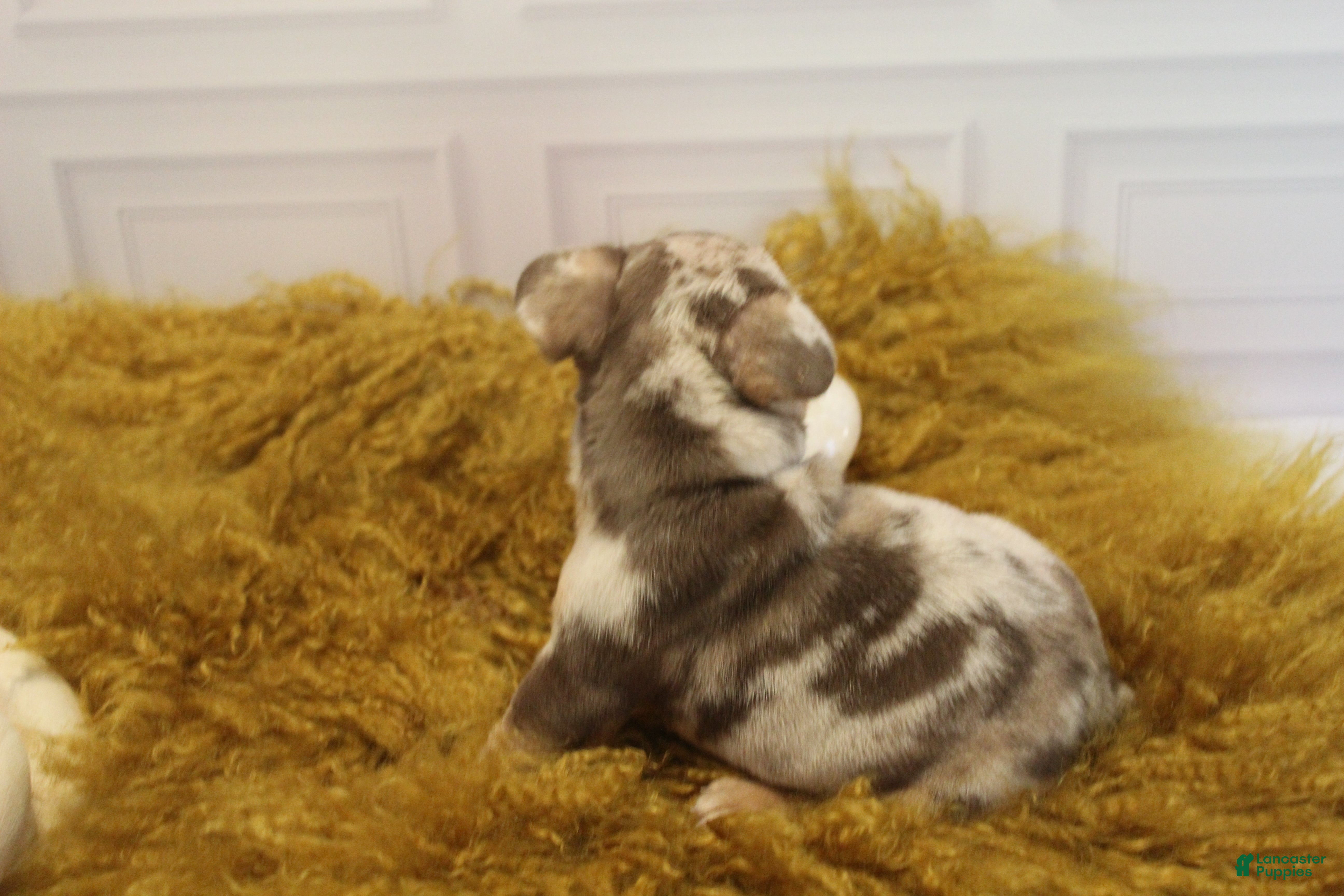 French Bulldog dogs DEATH BECOMES HER - Ad 2