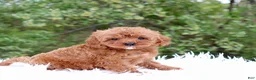 Cavapoo dogs for sale: Mr. Rambo - Ad 4