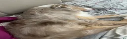 Australian Shepherd dogs for sale: Australian Shepherd 1 - Ad 11