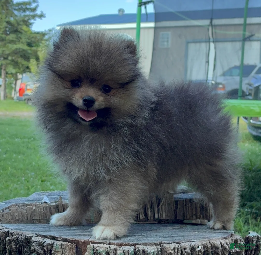 Pomeranian dogs for sale: Bandit  - Ad 2