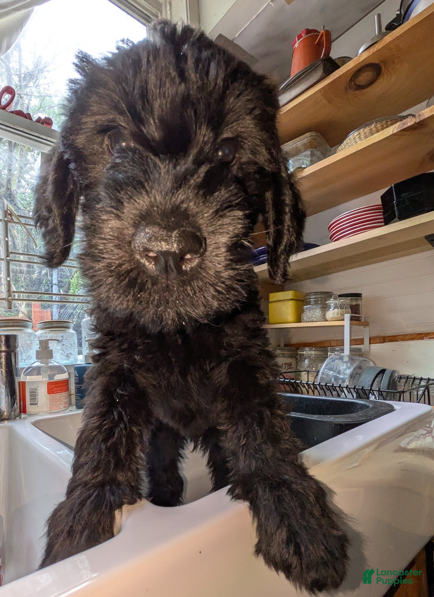 Mixed Breed dogs Pumpkin - Ad 8