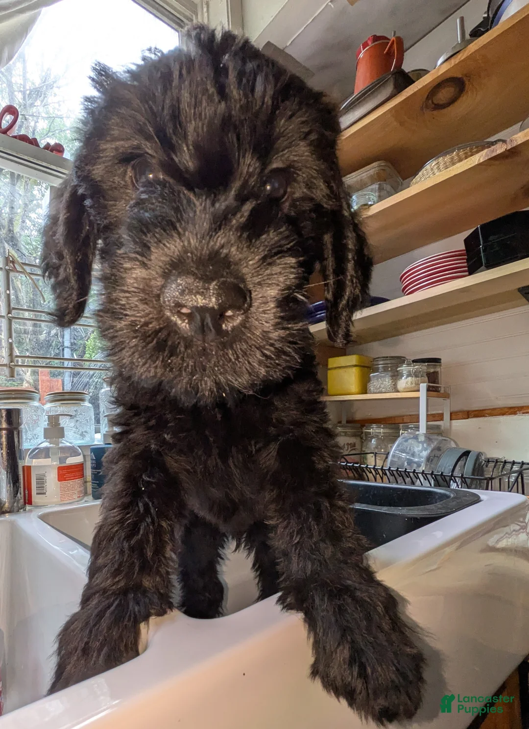 Mixed Breed dogs for sale: Pumpkin - Ad 1