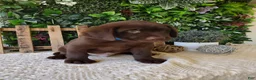 Labrador Retriever dogs for sale: Ranger - Ad 9