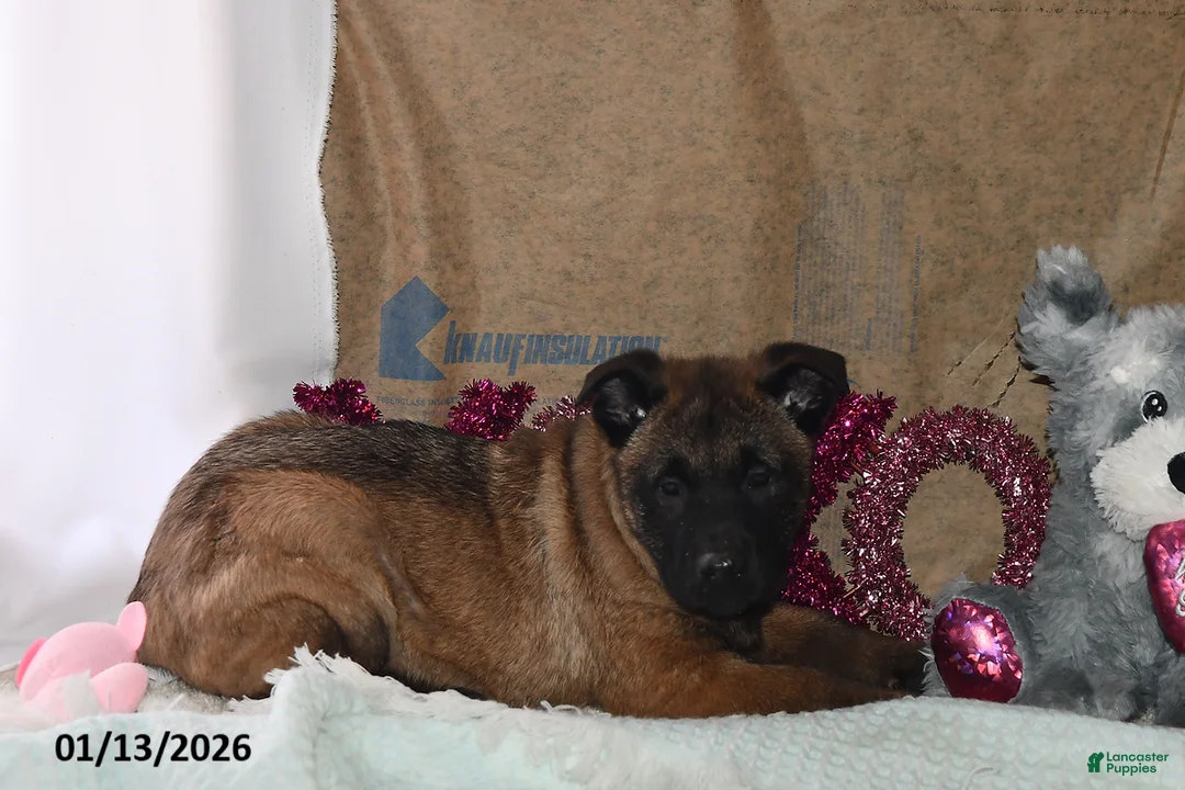 Belgian Malinois dogs for sale: Lucky - Ad 2