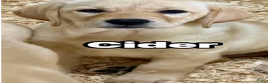 Labrador Retriever 3