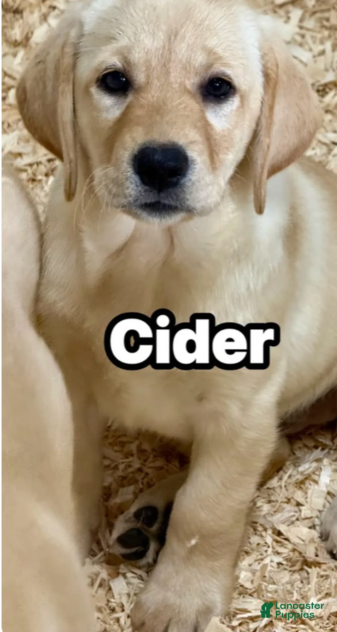 Labrador Retriever dogs for sale: Labrador Retriever 3 - Ad 1