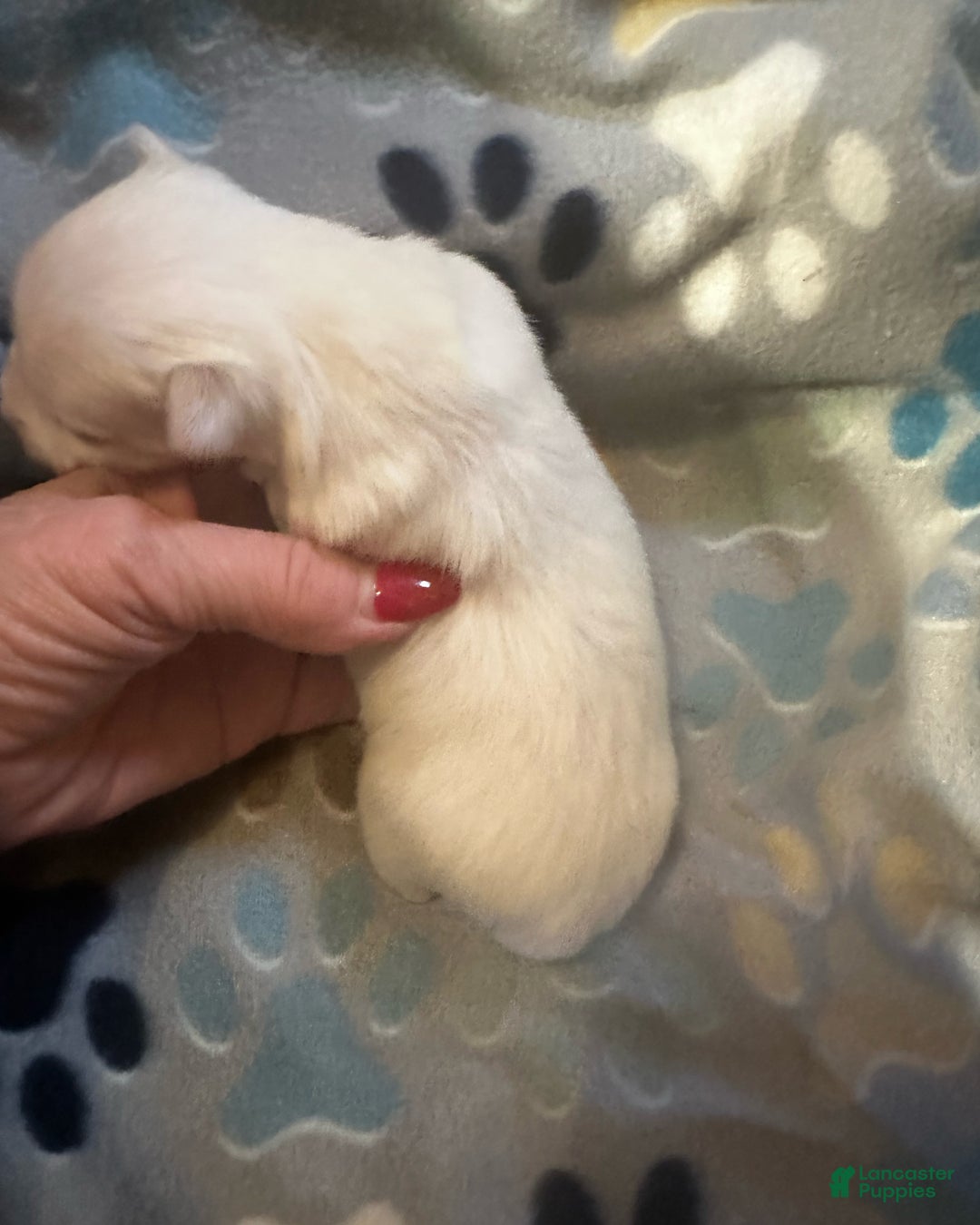 Yorkshire Terrier dogs for sale: AKC Nimbus  - Ad 2