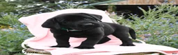 Labrador Retriever dogs for sale: Monty - Ad 1