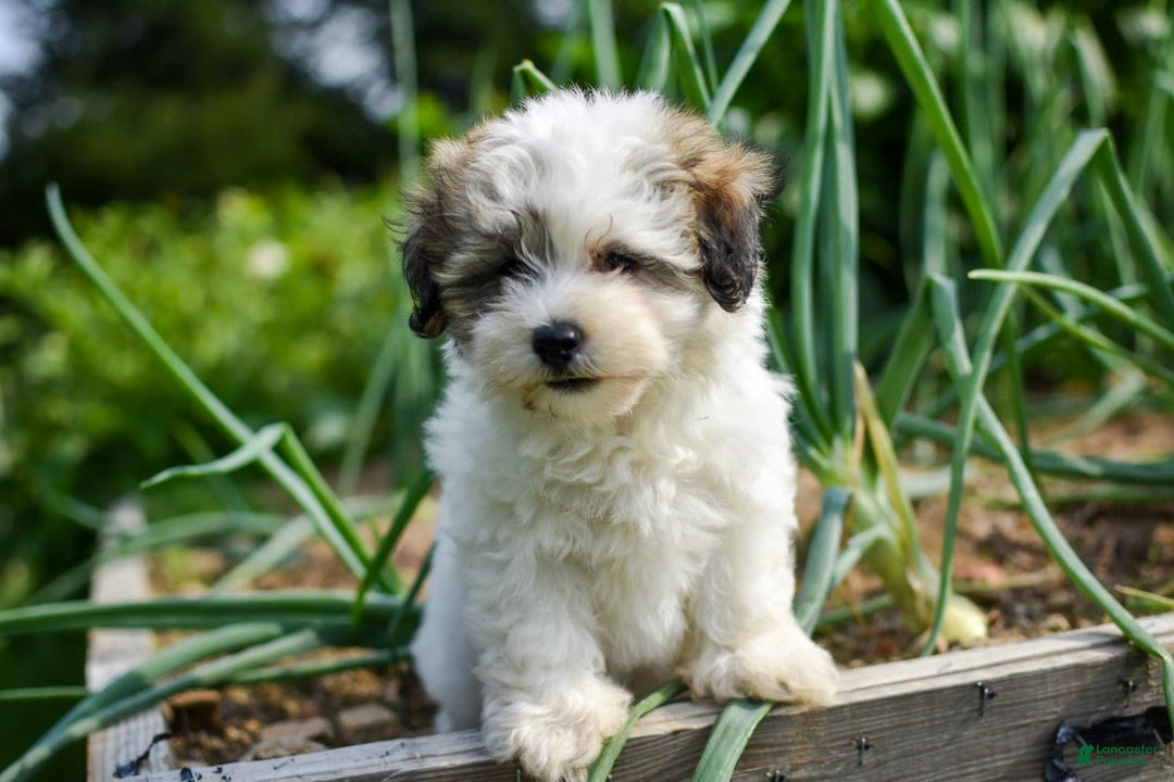 Gallery Image {{count}}