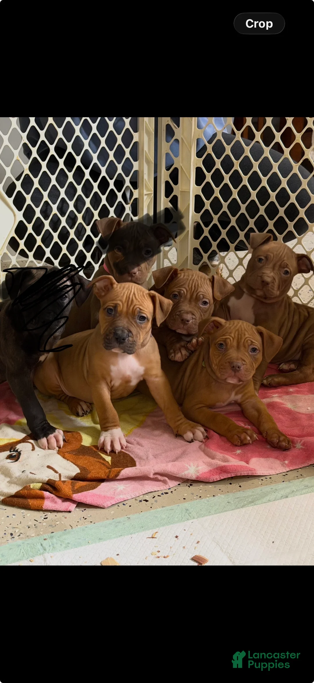 Mixed Breed dogs for sale: Mixed Breed Puppy 2 - Ad 6