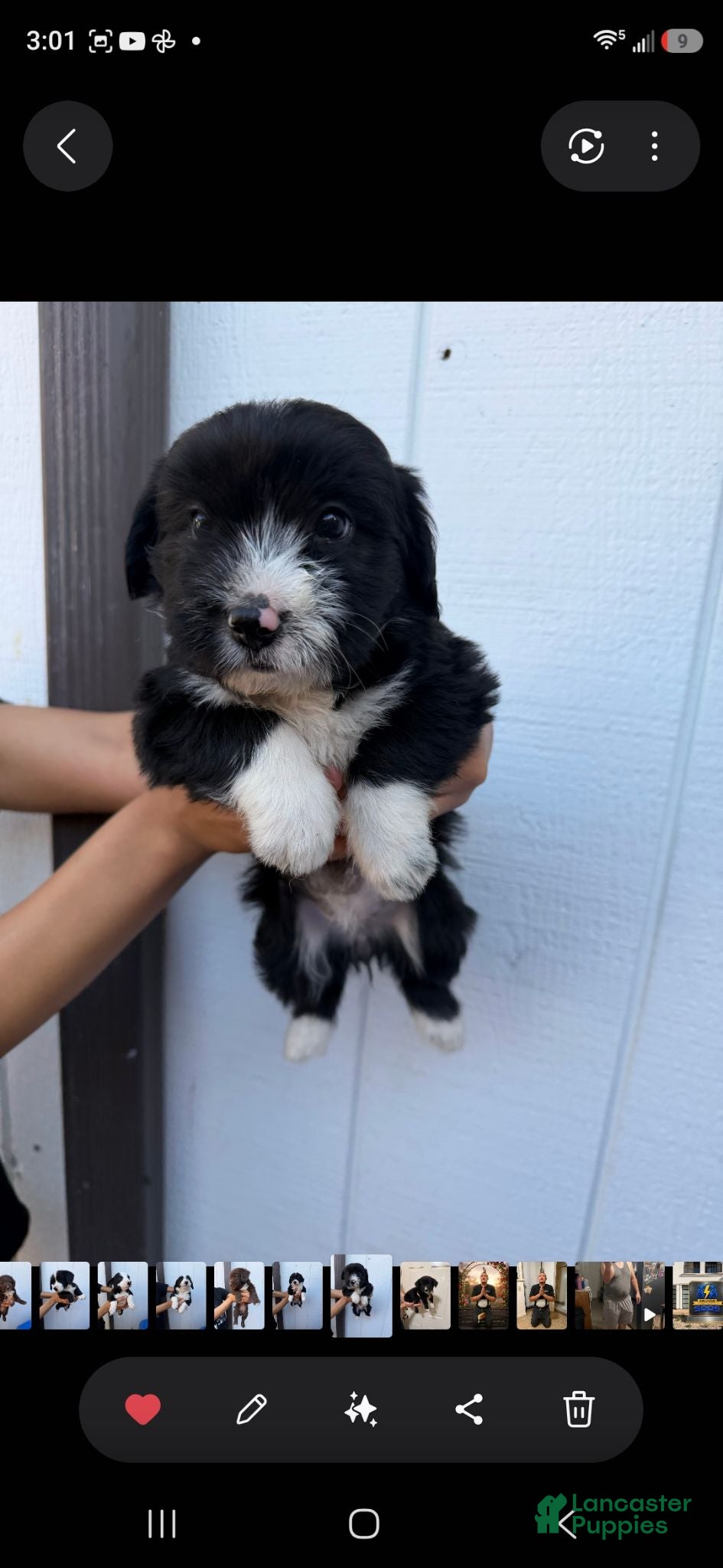 Mixed Breed dogs Mixed Breed 1 - Ad 24