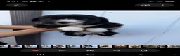 Mixed Breed dogs for sale: Mixed Breed 1 - Ad 1