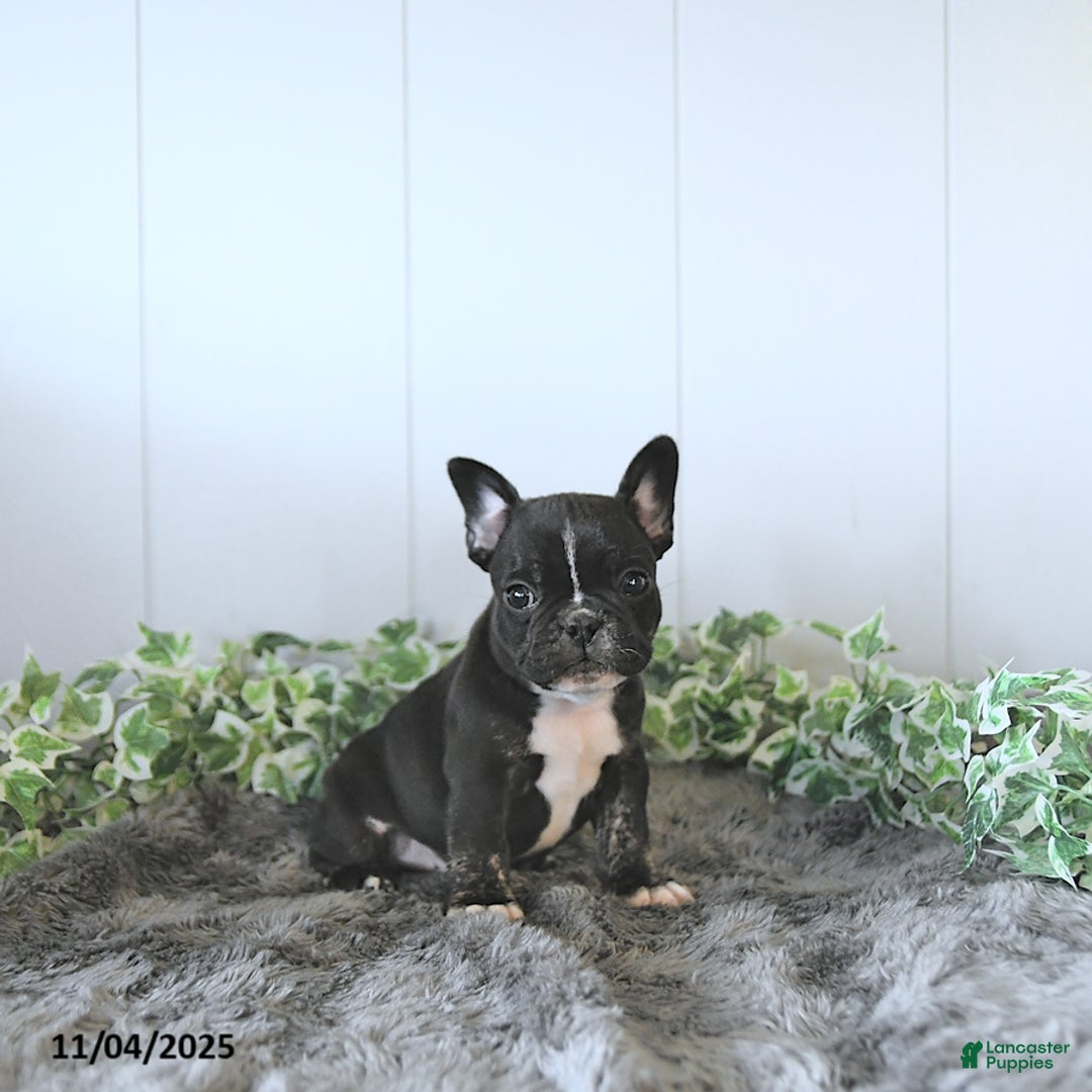 Frug dogs for sale: Mason - Ad 5