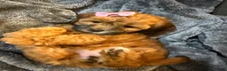 Mixed Breed dogs for sale: Bubbles - Ad 1