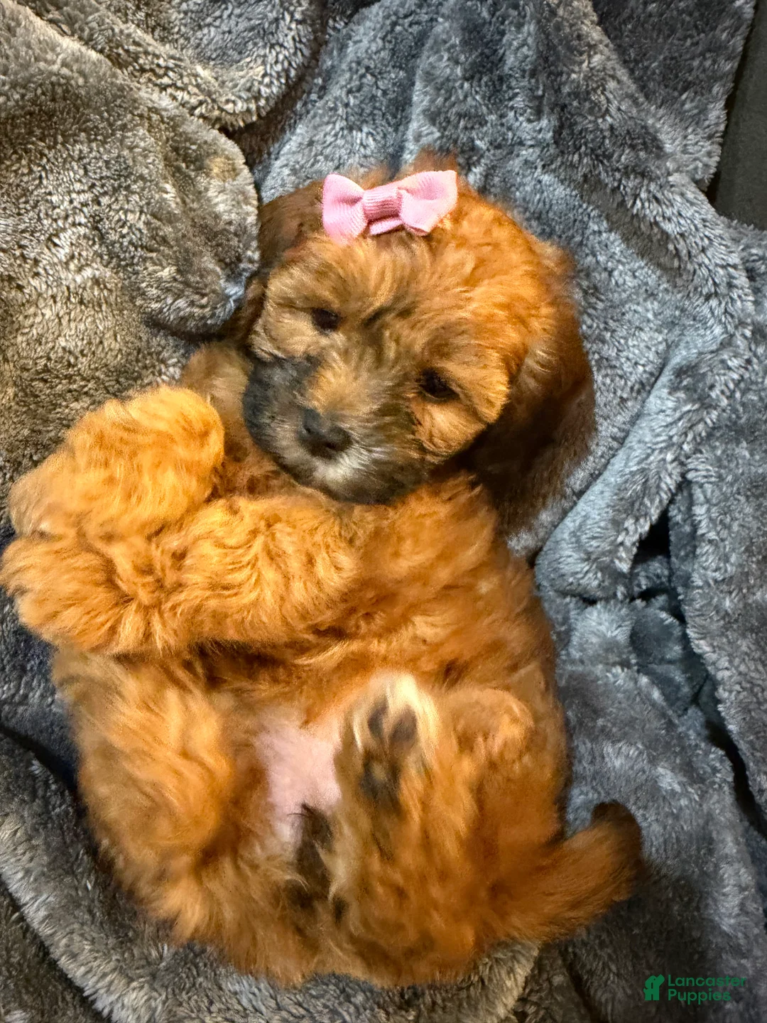 Mixed Breed dogs for sale: Bubbles - Ad 1