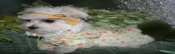 Maltese dogs for sale: Fannie - Ad 7