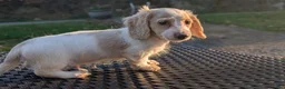 Miniature Dachshund dogs for sale: Pumpkin spice latte - Ad 8