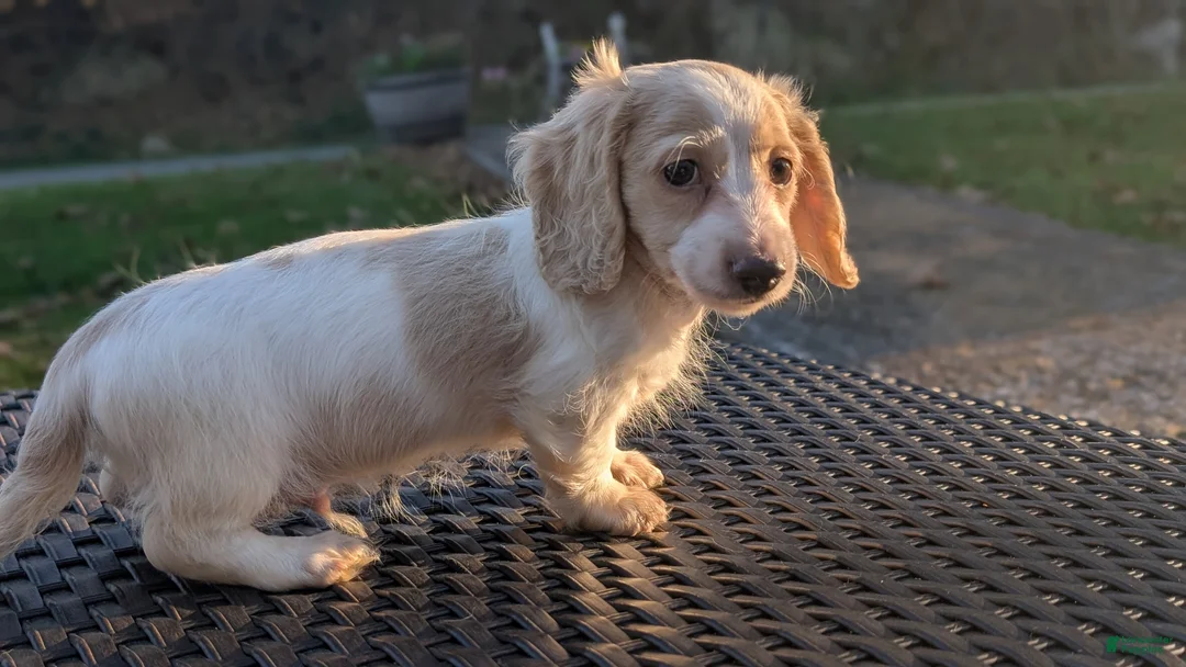 Miniature Dachshund dogs for sale: Pumpkin spice latte - Ad 8