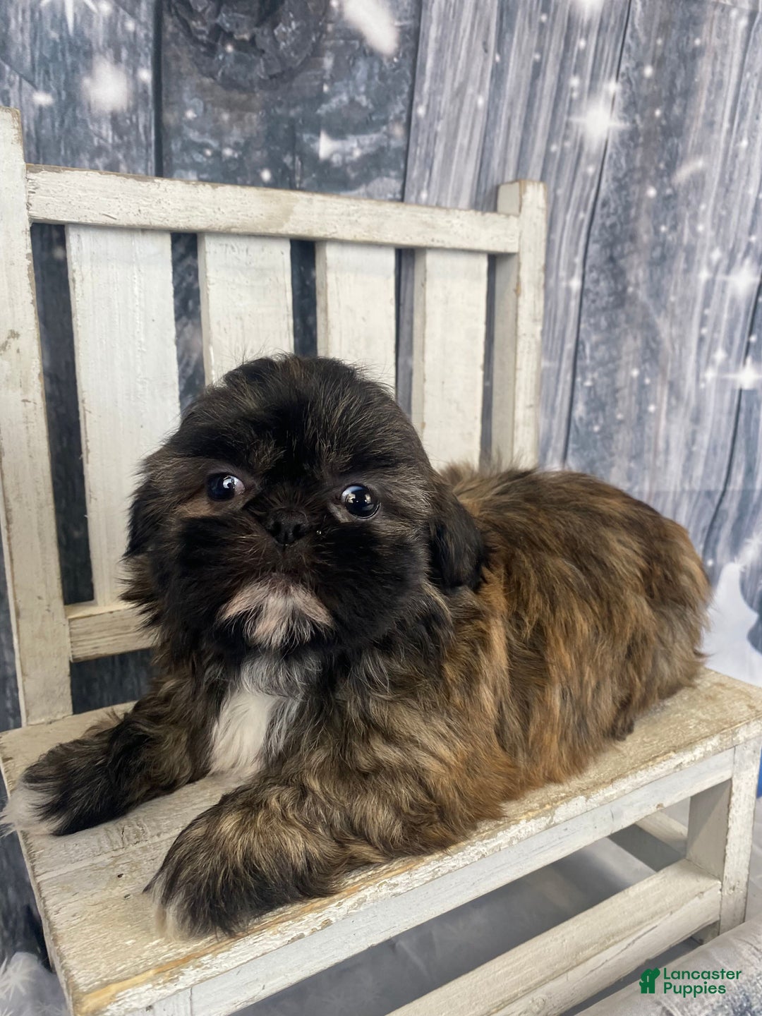 Shih Tzu dogs for sale: Snickers - Ad 1