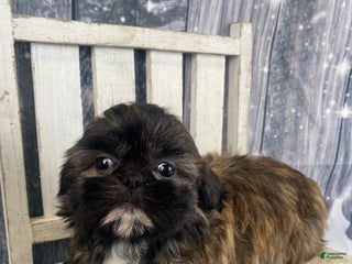 Shih Tzu dogs Snickers - Ad 1