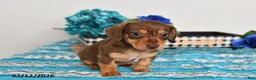 Miniature Dachshund dogs for sale: Cole - Ad 3